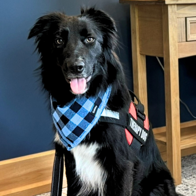 Trooper, ILETSB therapy canine