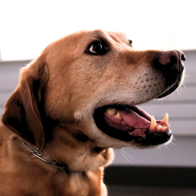 Zilly, CCSO therapy canine