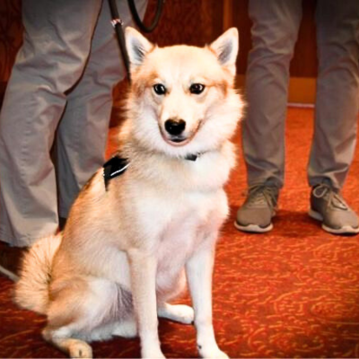 Chase, SIUE therapy canine