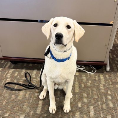 Ghost, MTU 7 therapy canine